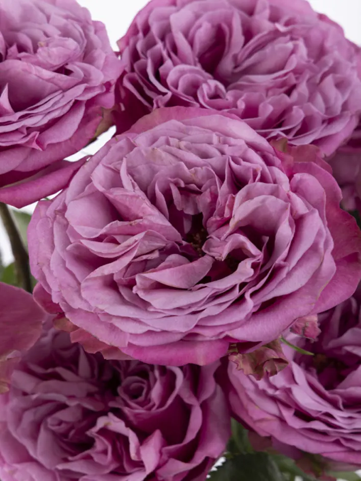 10 roses violettes
