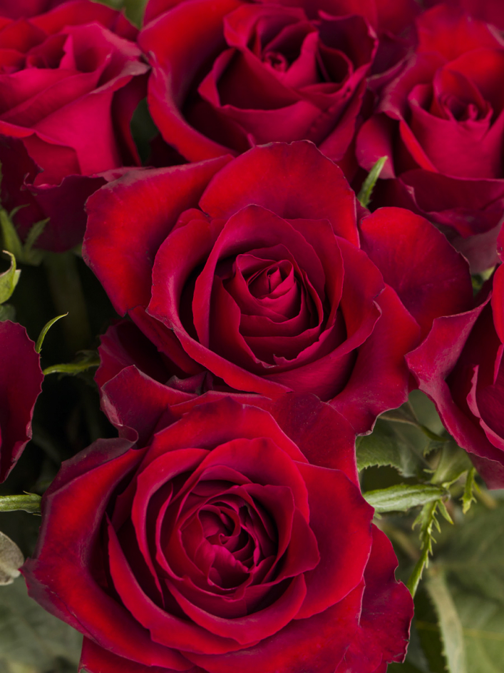 10 roses rouges