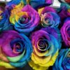 Roses arc-en-ciel