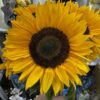 Le bouquet de Tournesols Soléa