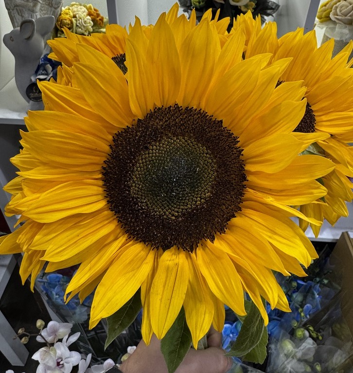 Le bouquet de Tournesols Soléa