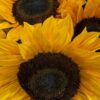 Le bouquet de Tournesols Soléa