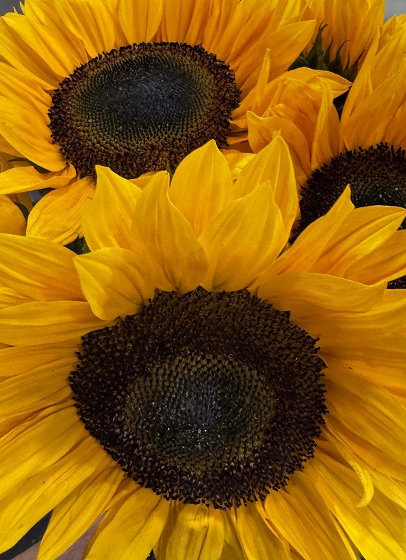 Le bouquet de Tournesols Soléa