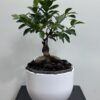 Bonsai-Ficus microcarpa