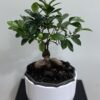 Bonsai-Ficus microcarpa
