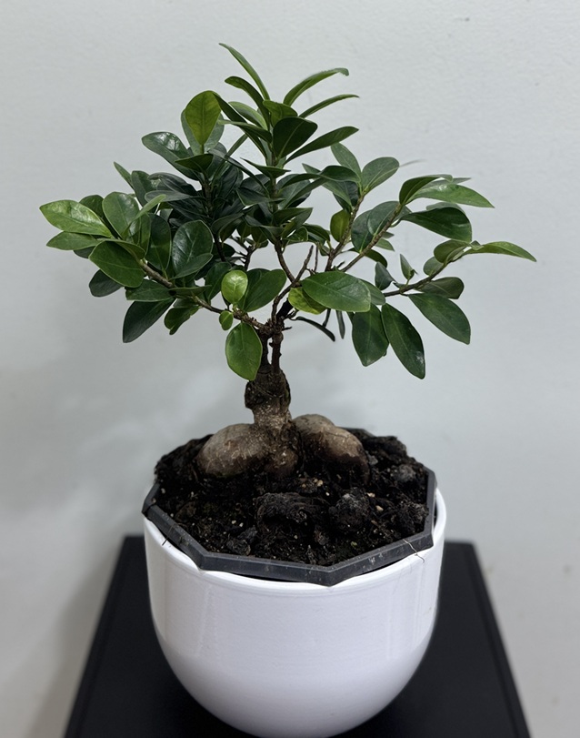 Bonsai-Ficus microcarpa