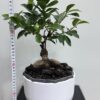 Bonsai-Ficus microcarpa