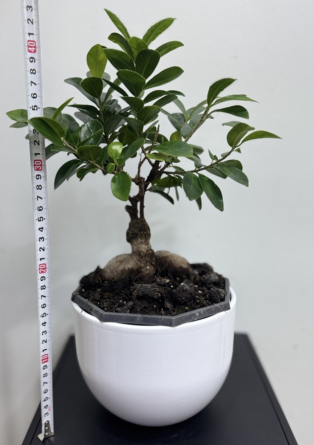 Bonsai-Ficus microcarpa