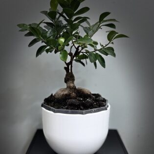 Bonsai-Ficus microcarpa