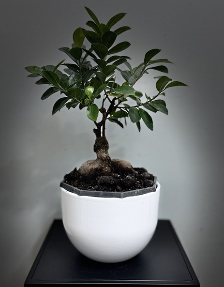 Bonsai-Ficus microcarpa