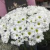 Chrysanthèmes blanches