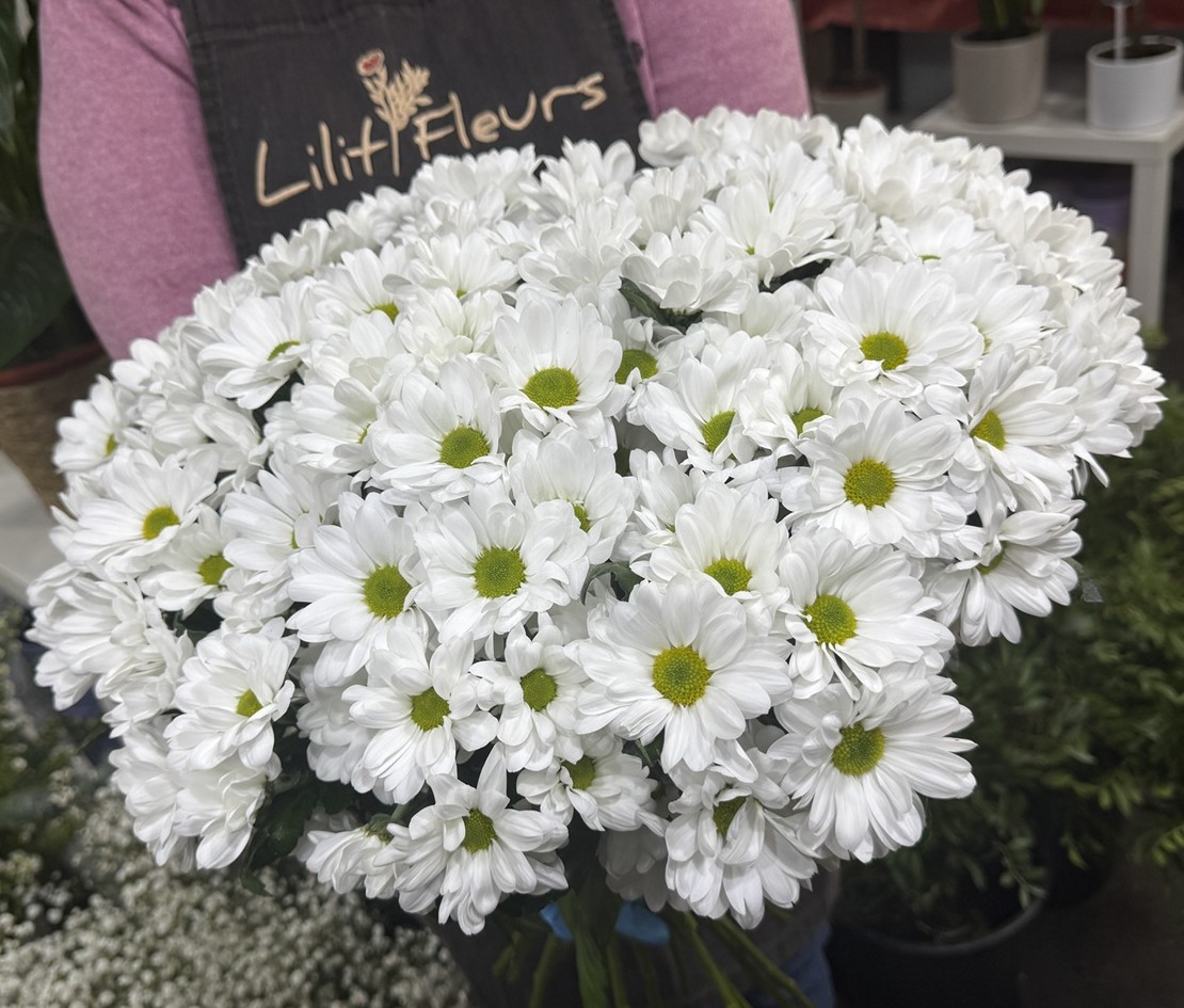 Chrysanthèmes blanches