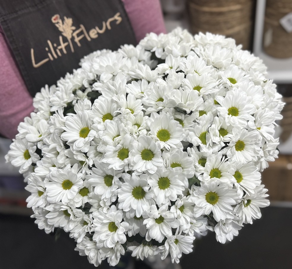 Chrysanthèmes blanches