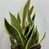 Sansevieria langue de belle mère