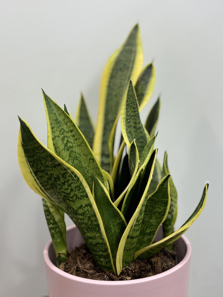 Sansevieria langue de belle mère
