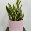 Sansevieria langue de belle mère