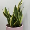 Sansevieria langue de belle mère
