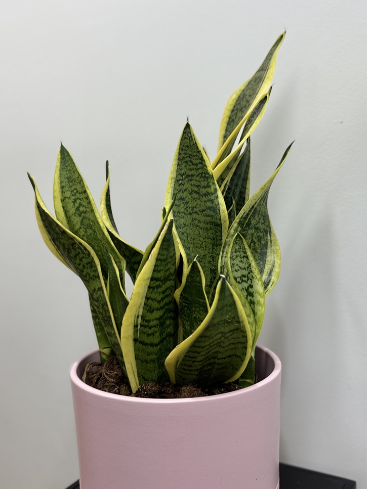 Sansevieria langue de belle mère