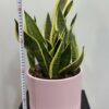 Sansevieria langue de belle mère