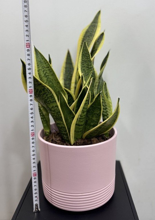 Sansevieria langue de belle mère