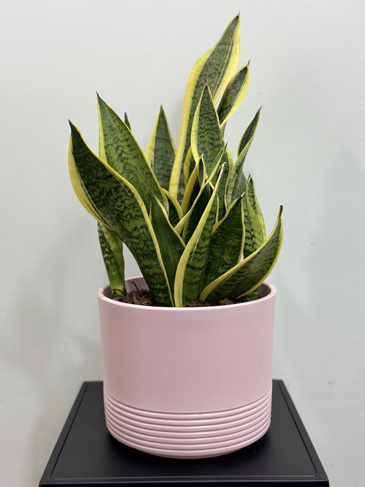 Sansevieria langue de belle mère